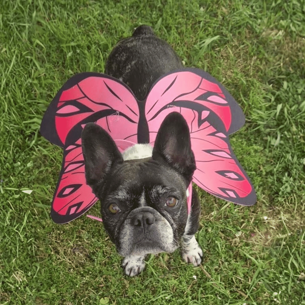 Dog Butterfly Wings - Costumes from . at DoggyTopia