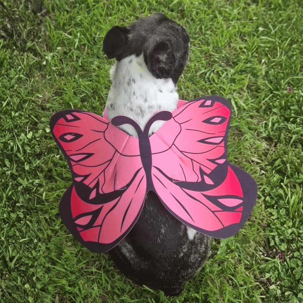 Dog Butterfly Wings - Costumes from . at DoggyTopia