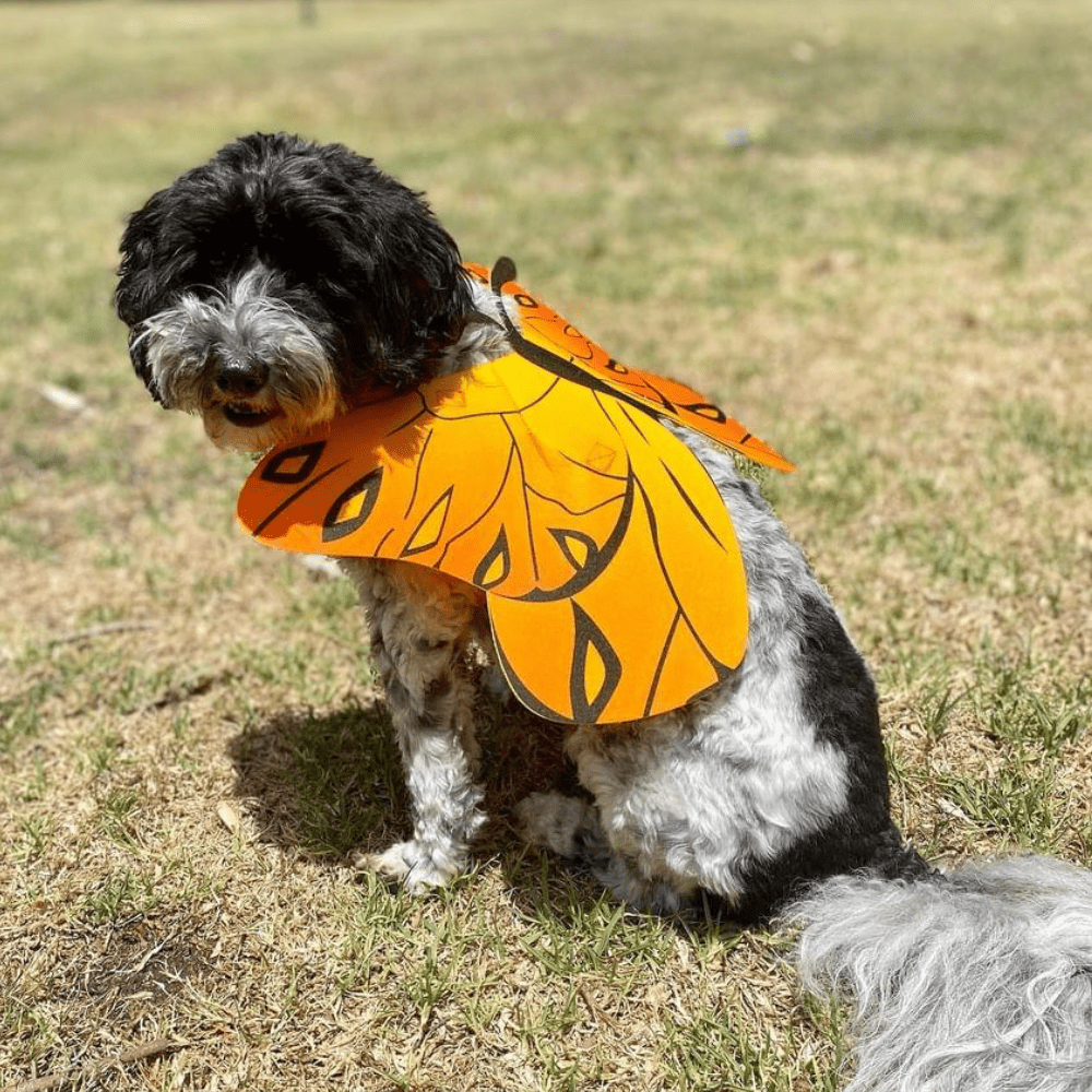 Dog Butterfly Wings - Costumes from . at DoggyTopia