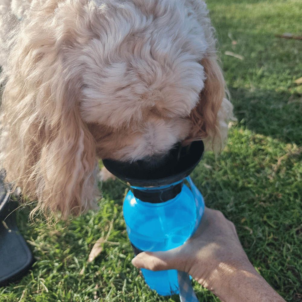 Dog Travel Water Squeeze Bottle 500ml - Travel Bottles from . at DoggyTopia