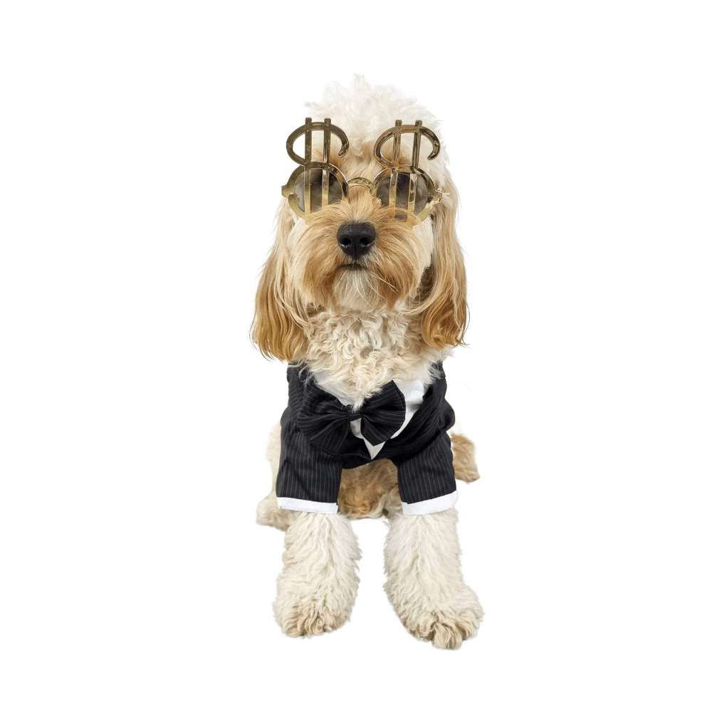Dollar $$ Dog Glasses - Sunglasses from Sale at DoggyTopia