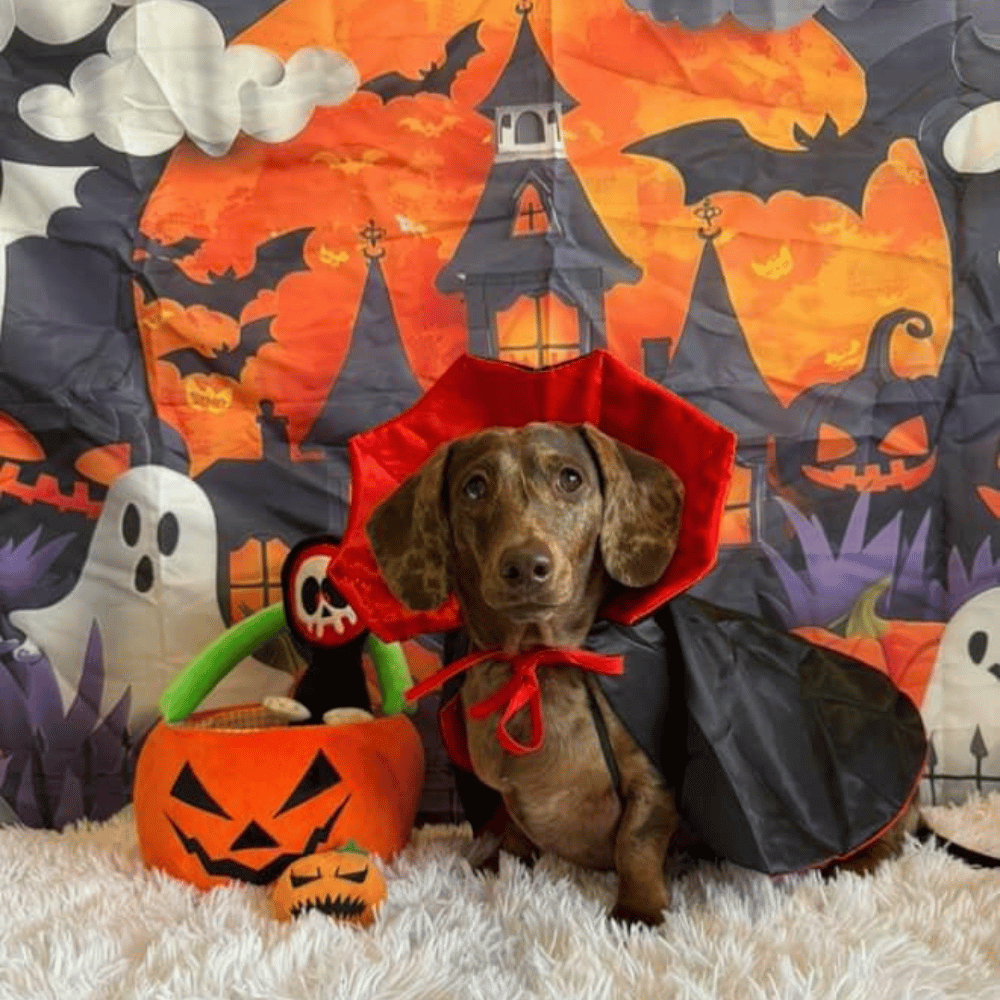 Dracula Cape Dog Costume - Costumes from Halloween at DoggyTopia