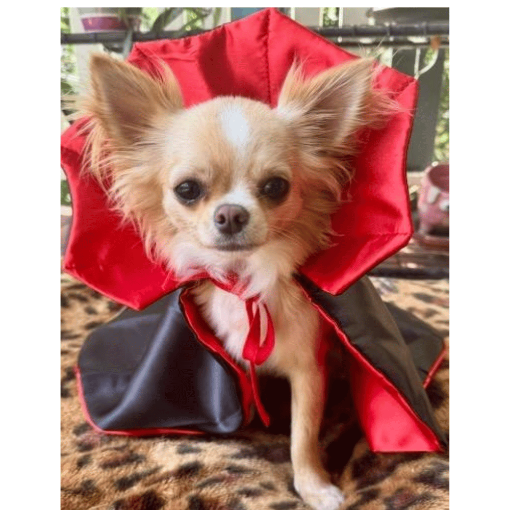 Dracula Cape Dog Costume - Costumes from Halloween at DoggyTopia
