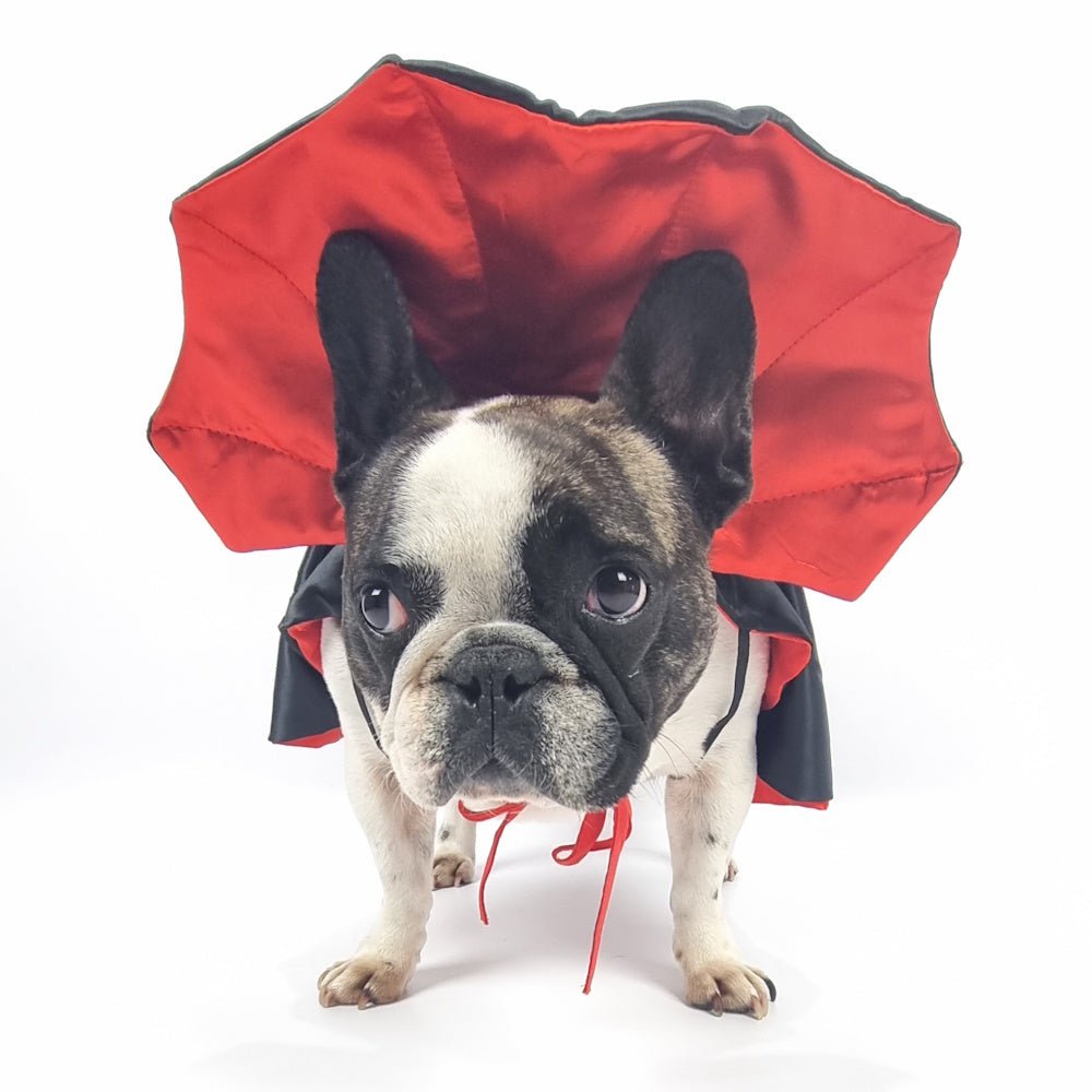 Dracula Cape Dog Costume - Costumes from Halloween at DoggyTopia