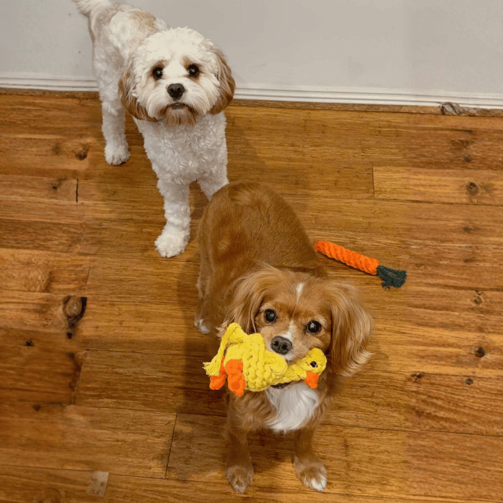 Duck Rope Dog Toy - Rope Toys from . at DoggyTopia