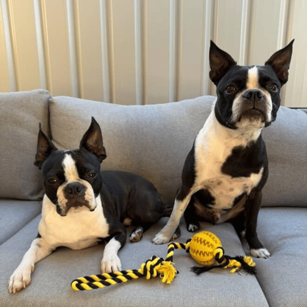 Enrichment Treat Ball & Rope - Rope & Tug Toy from . at DoggyTopia
