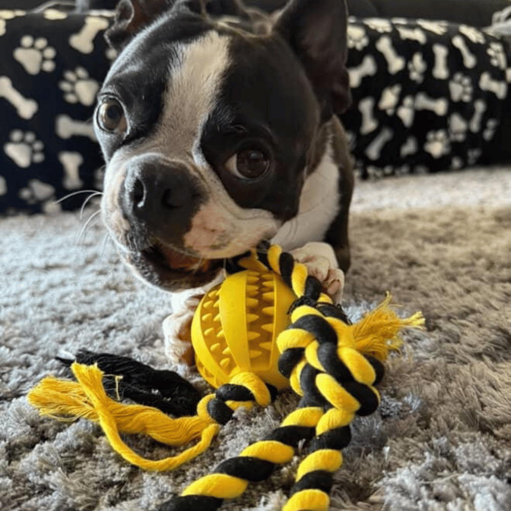 Enrichment Treat Ball & Rope - Rope & Tug Toy from . at DoggyTopia