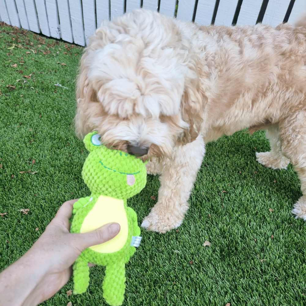 Fiona Frog Rope Corduroy Toy - Plush and Rope Toys from . at DoggyTopia
