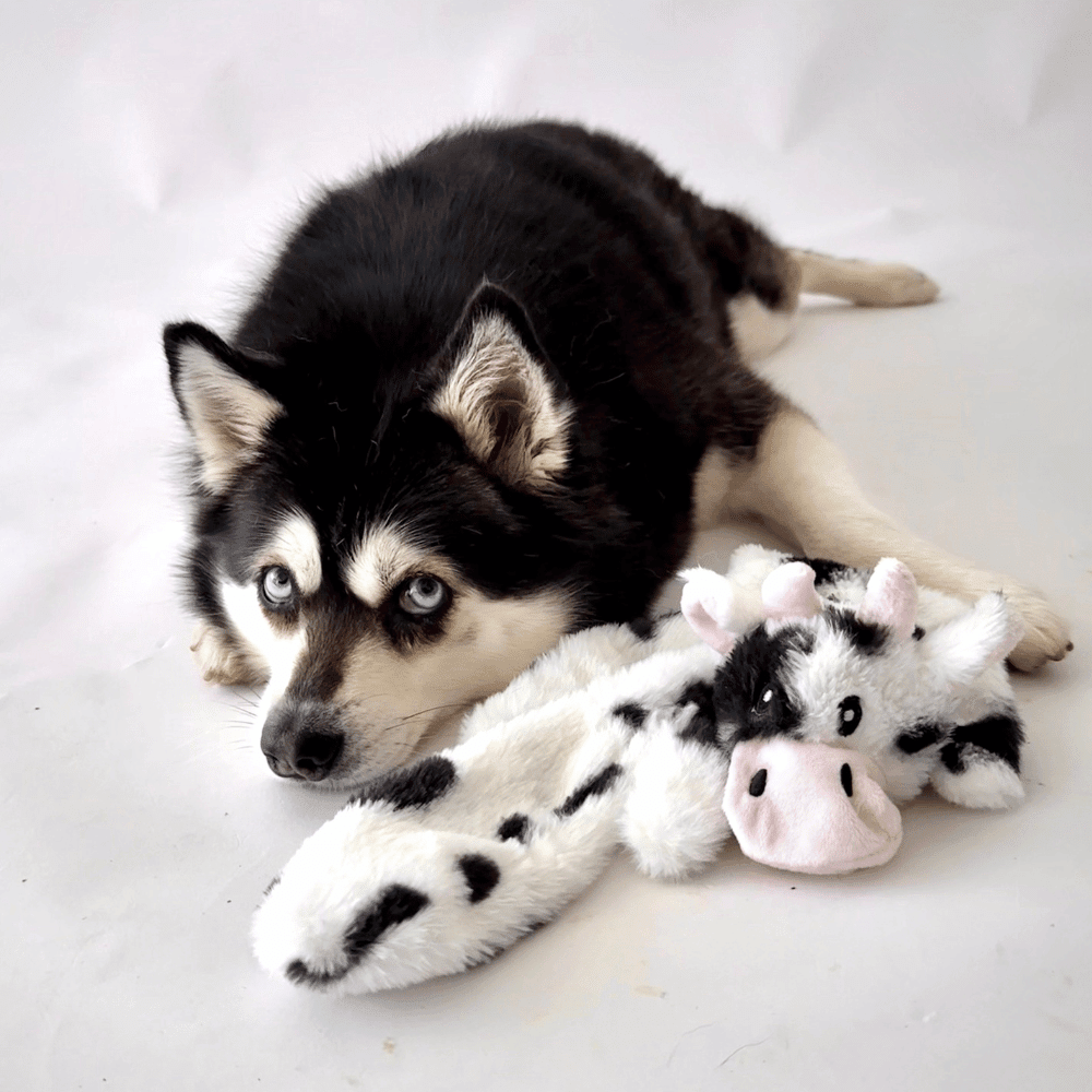 Floppy Cow Plush Dog Toy - Plush Toys from . at DoggyTopia