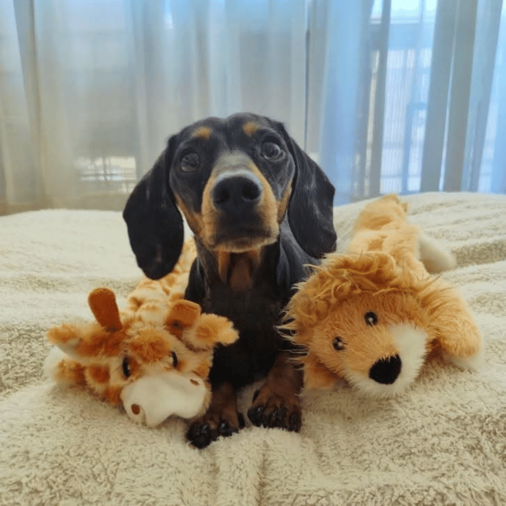 Floppy Giraffe Plush Dog Toy - Plush Toys from . at DoggyTopia