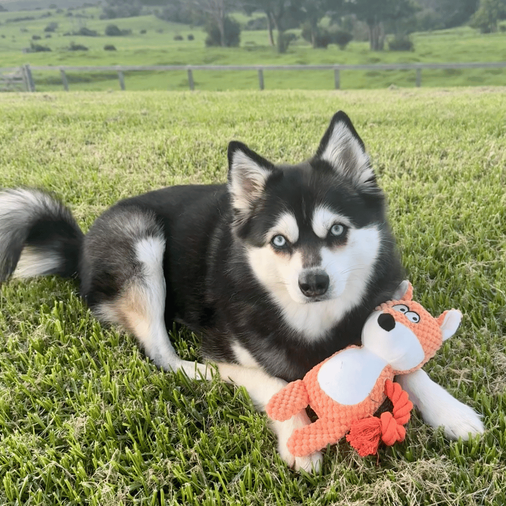 Frida Fox Rope Corduroy Dog Toy - Plush and Rope Toys from . at DoggyTopia