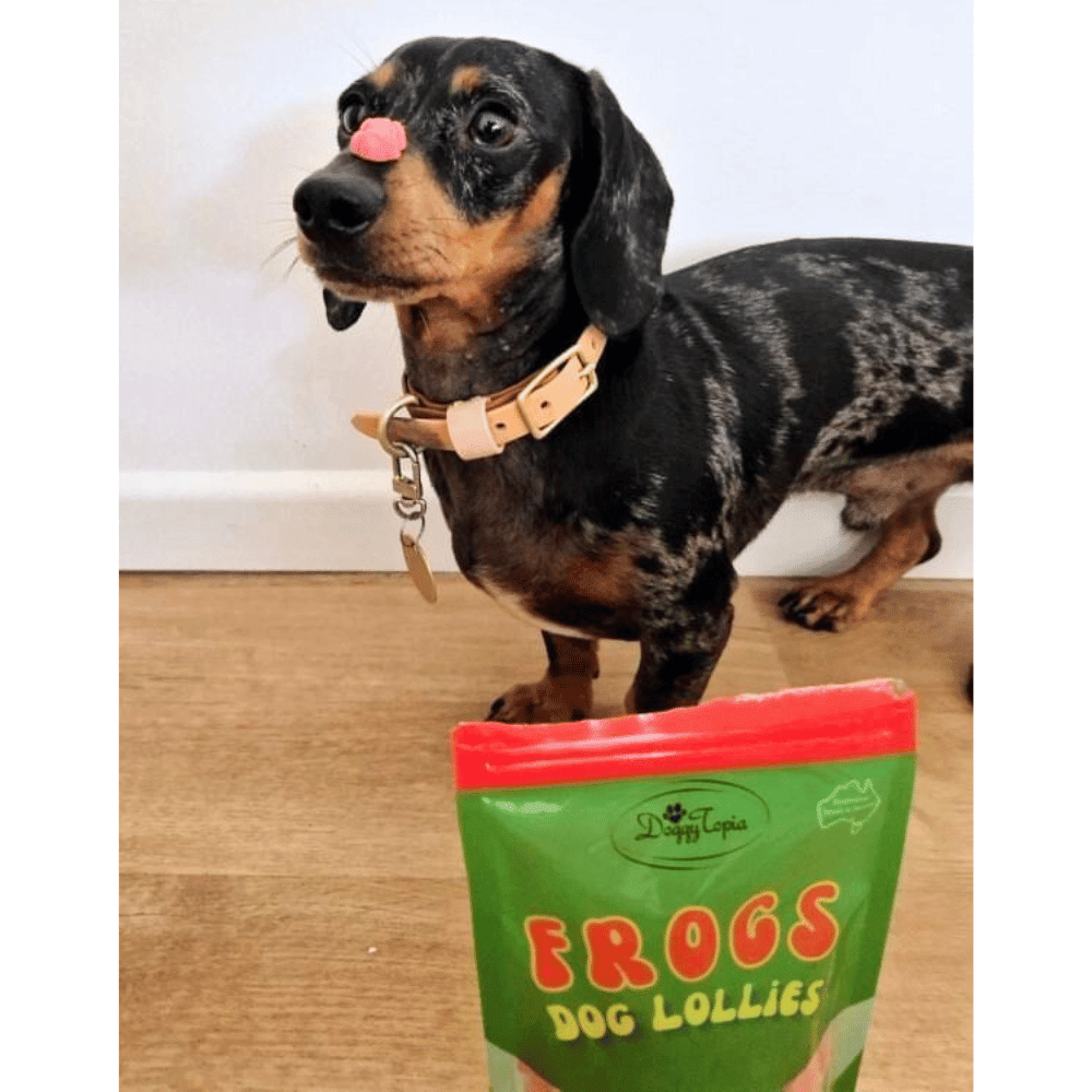 Frogs Dog Lollies - Lollies from DoggyTopia at DoggyTopia