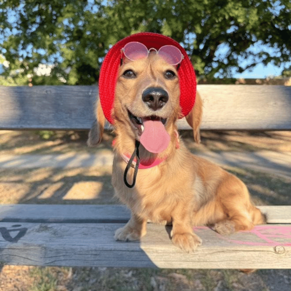 Full Brim Dog Sun Hat Red - Dog Sun Hat from . at DoggyTopia