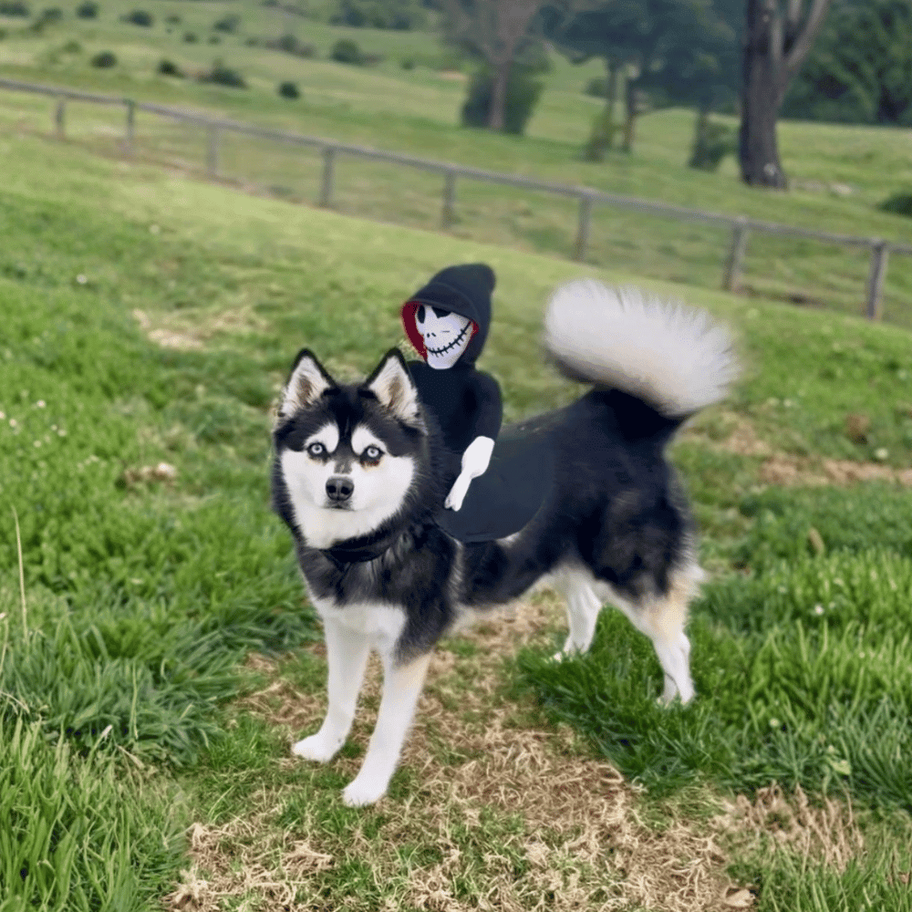 Ghoul Ride - On Dog Costume - Costumes from . at DoggyTopia