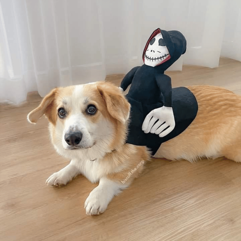 Ghoul Ride - On Dog Costume - Costumes from . at DoggyTopia