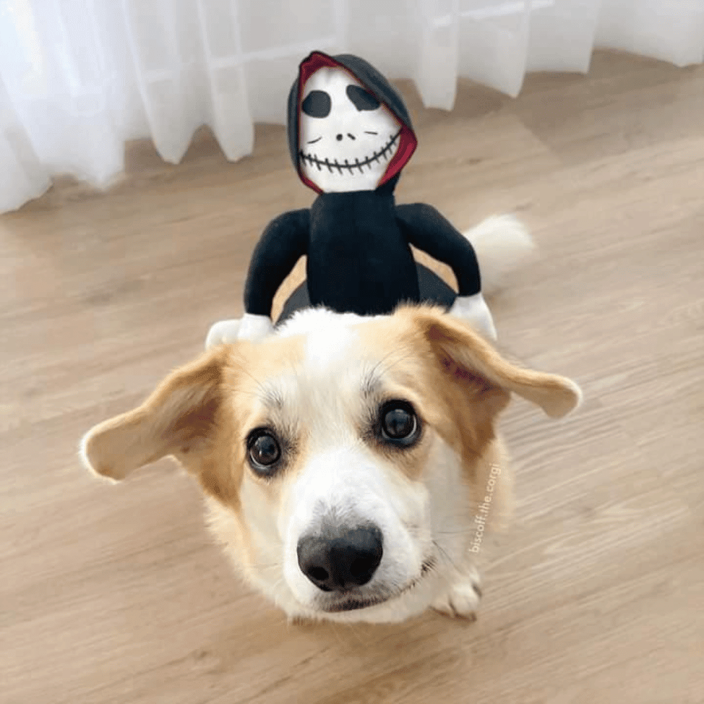 Ghoul Ride - On Dog Costume - Costumes from . at DoggyTopia