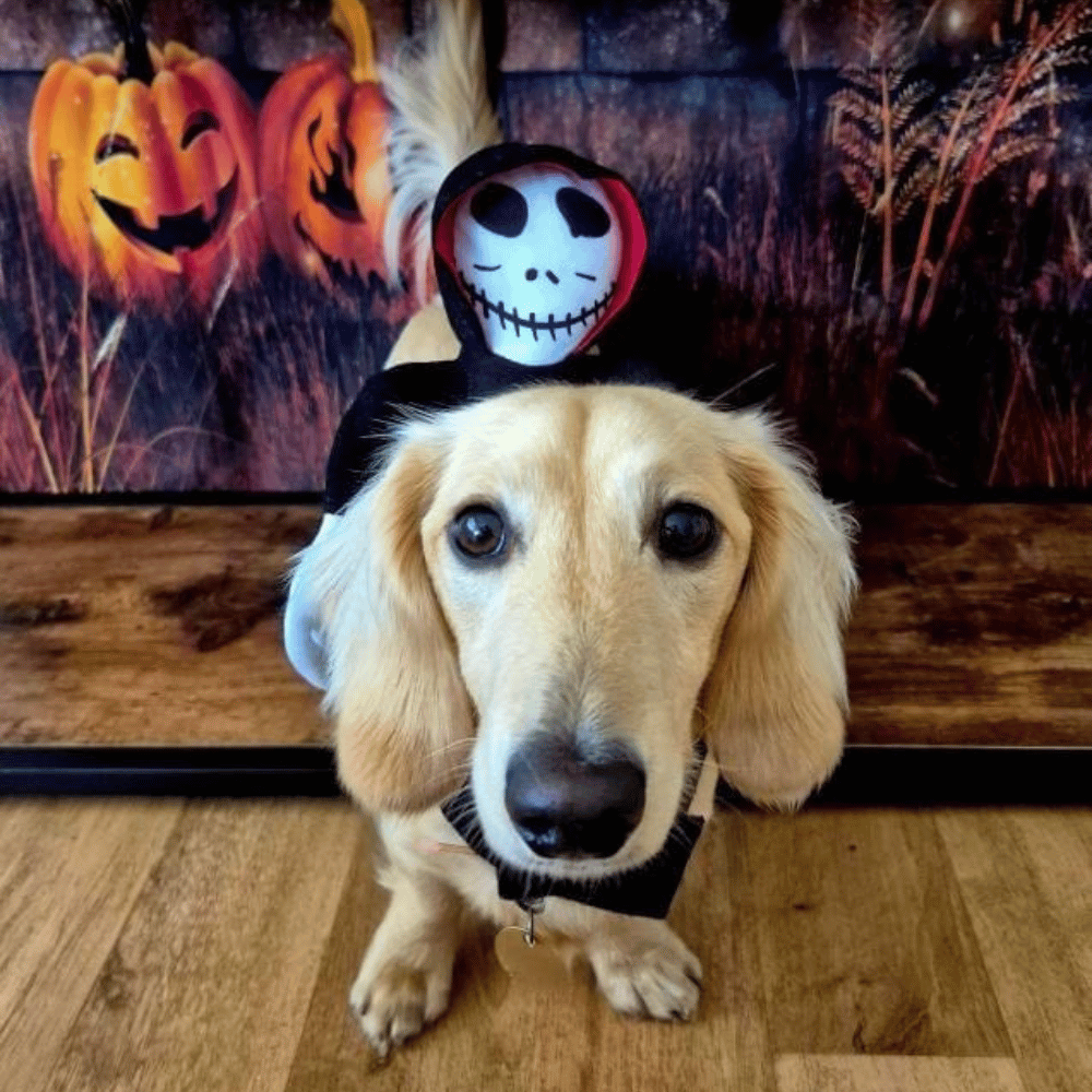 Ghoul Ride - On Dog Costume - Costumes from . at DoggyTopia