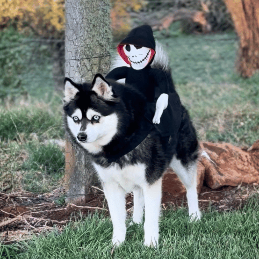 Ghoul Ride - On Dog Costume - Costumes from . at DoggyTopia