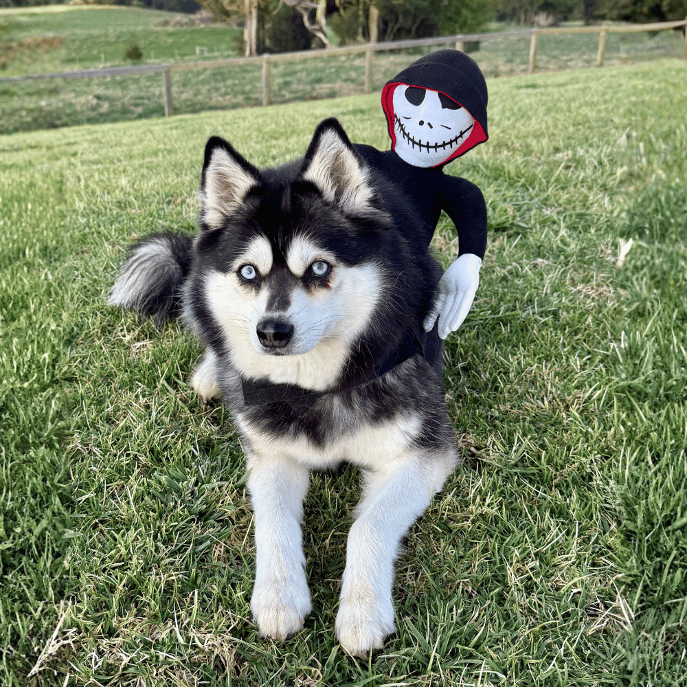 Ghoul Ride - On Dog Costume - Costumes from . at DoggyTopia