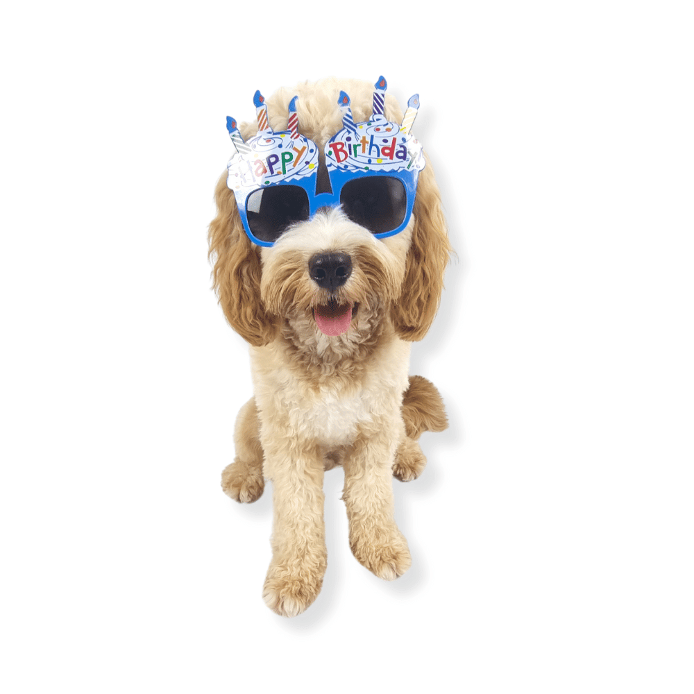 Happy Birthday Cupcake Dog Glasses - Sunglasses from . at DoggyTopia
