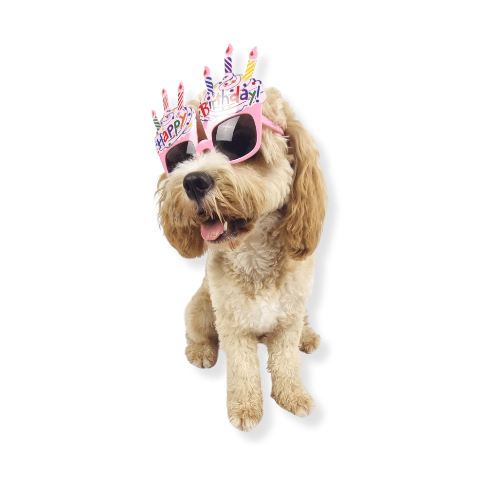 Happy Birthday Cupcake Dog Glasses - Sunglasses from . at DoggyTopia