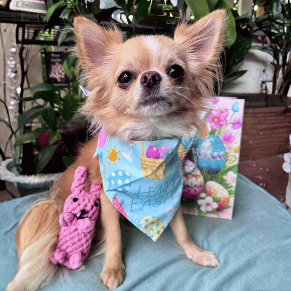 Happy Easter Bandana - Blue - Bandanas from . at DoggyTopia