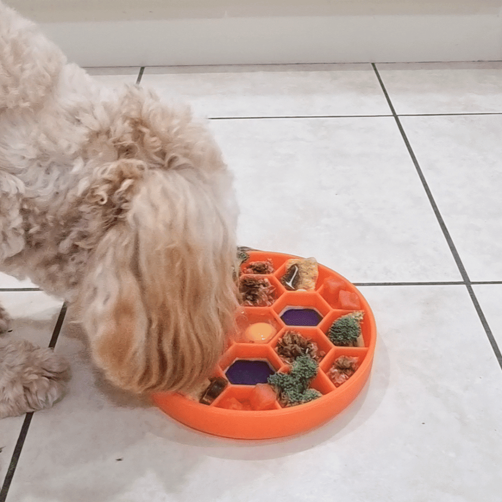 Honeycomb Slow Feeder Bowl - Slow Feeding Bowls from . at DoggyTopia