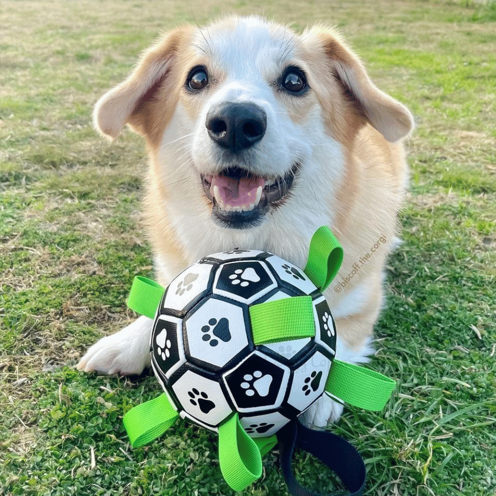 Interactive Dog Soccer Ball With Grab Tabs - Interactive Toys from . at DoggyTopia