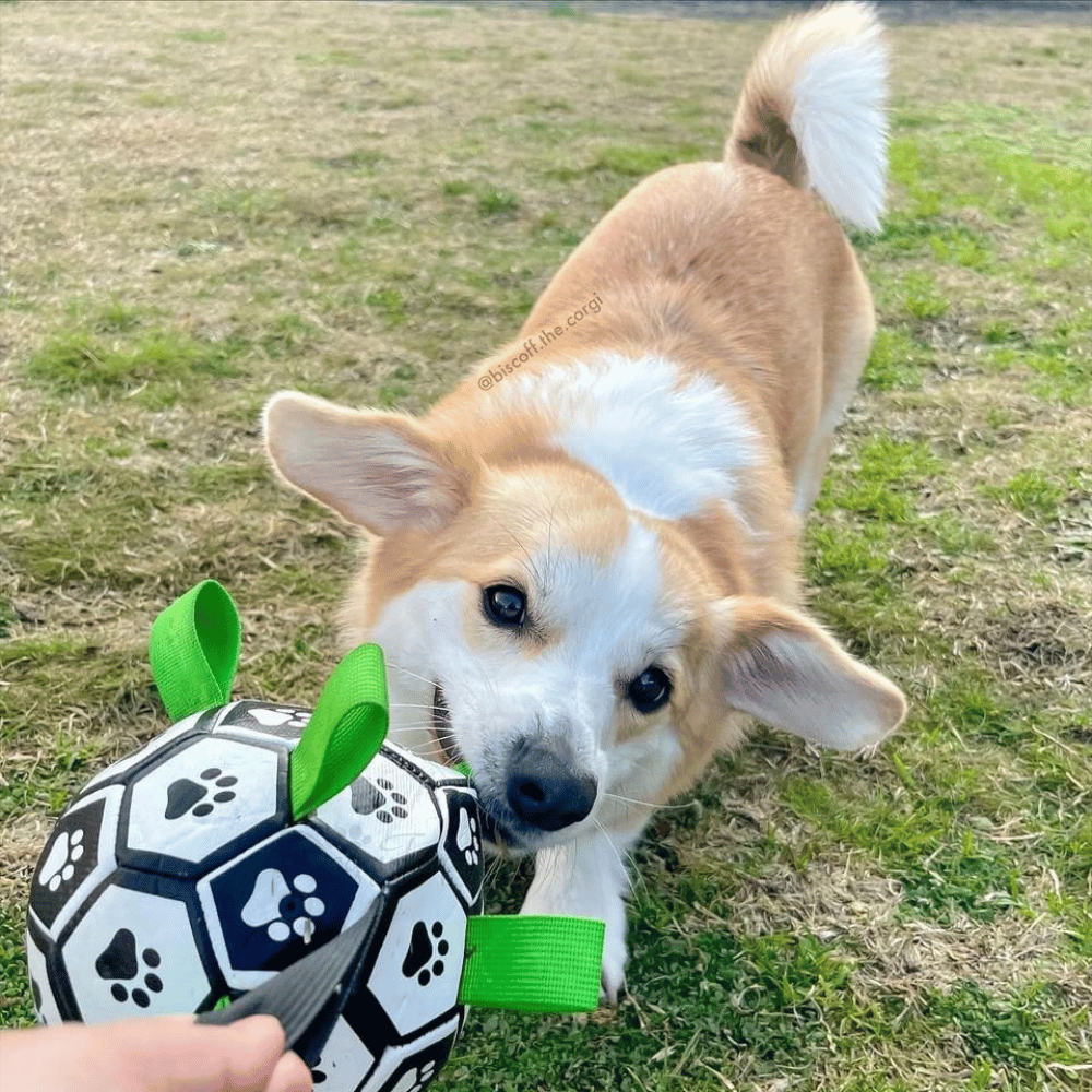 Interactive Dog Soccer Ball With Grab Tabs - Interactive Toys from . at DoggyTopia