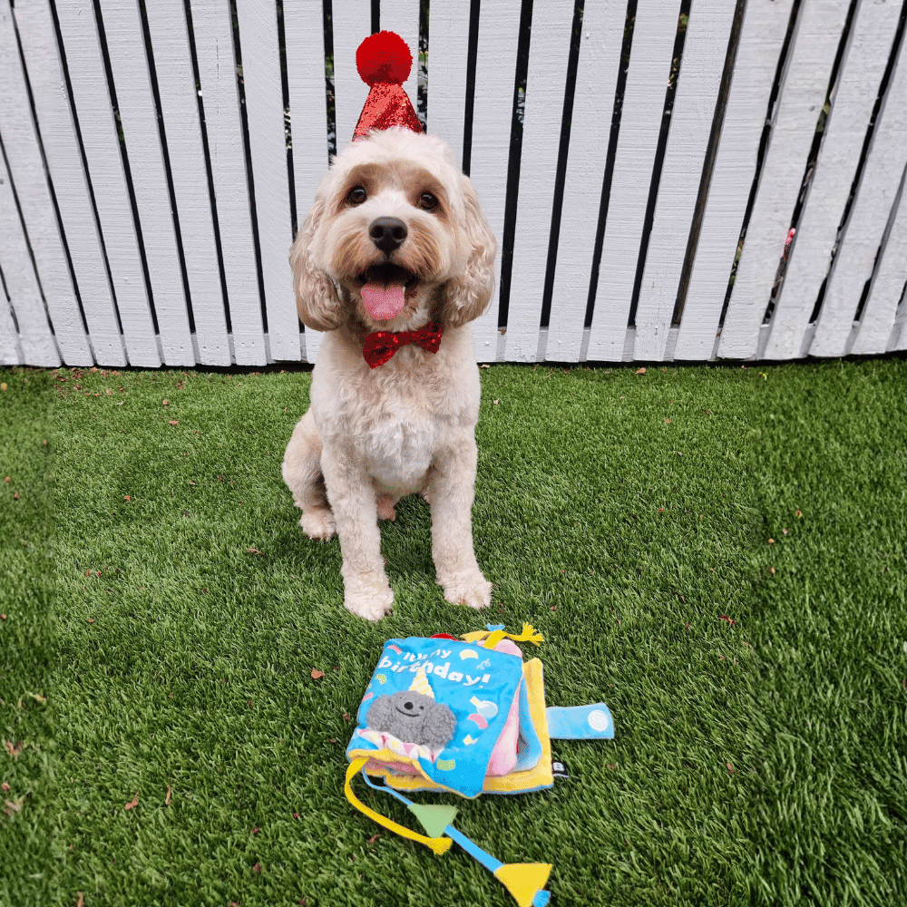 It's My Birthday Nose Work Book Toy - Foraging Toy from Christmas at DoggyTopia