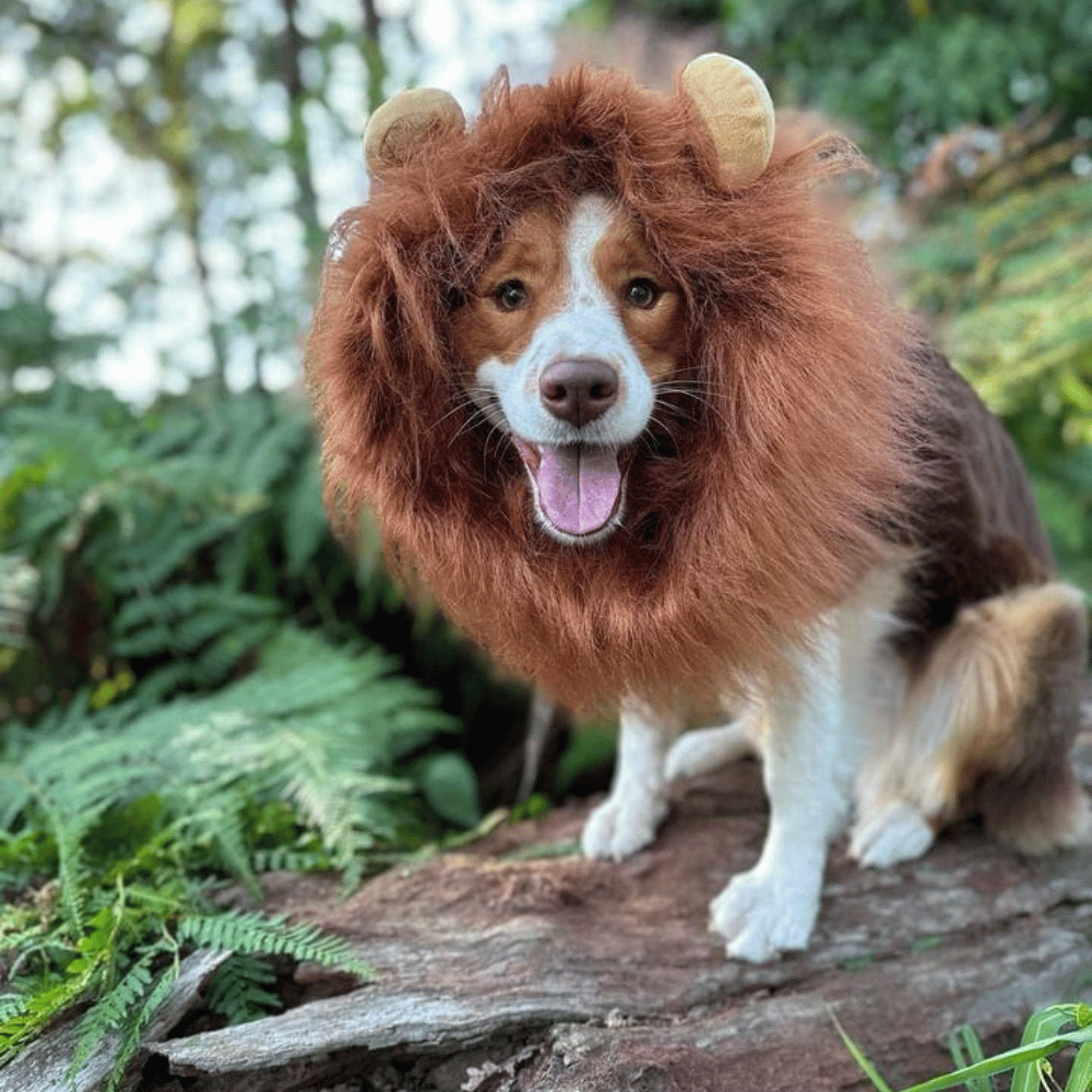 Lion Mane Dog Costume - Medium to Large Dogs - Costumes from Halloween at DoggyTopia