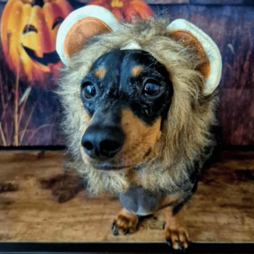 Lion Mane Dog Costume Small - Medium dogs - Costumes from . at DoggyTopia