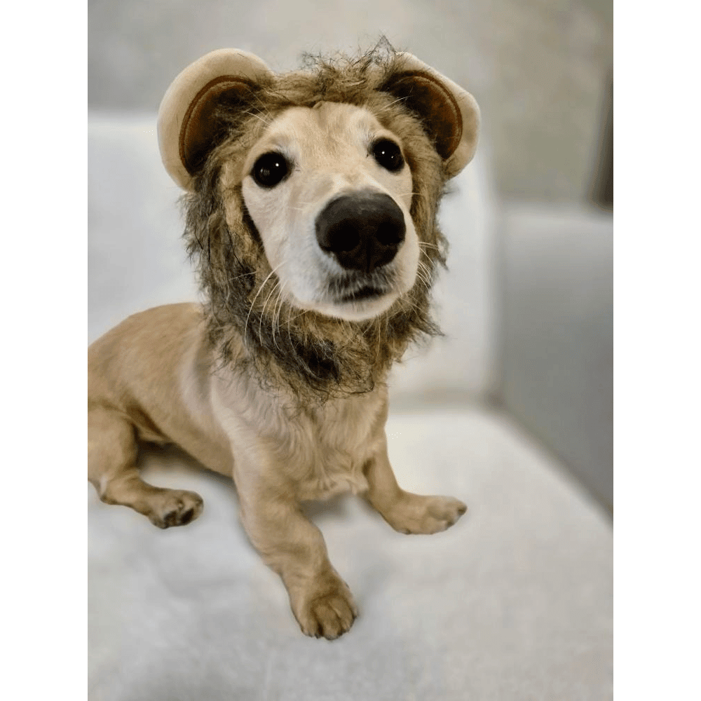 Lion Mane Dog Costume Small - Medium dogs - Costumes from . at DoggyTopia