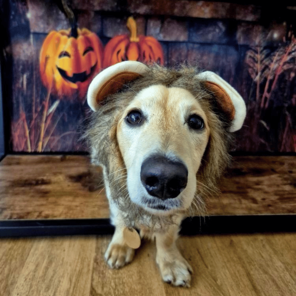 Lion Mane Dog Costume Small - Medium dogs - Costumes from . at DoggyTopia