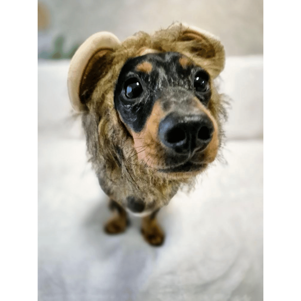 Lion Mane Dog Costume Small - Medium dogs - Costumes from . at DoggyTopia