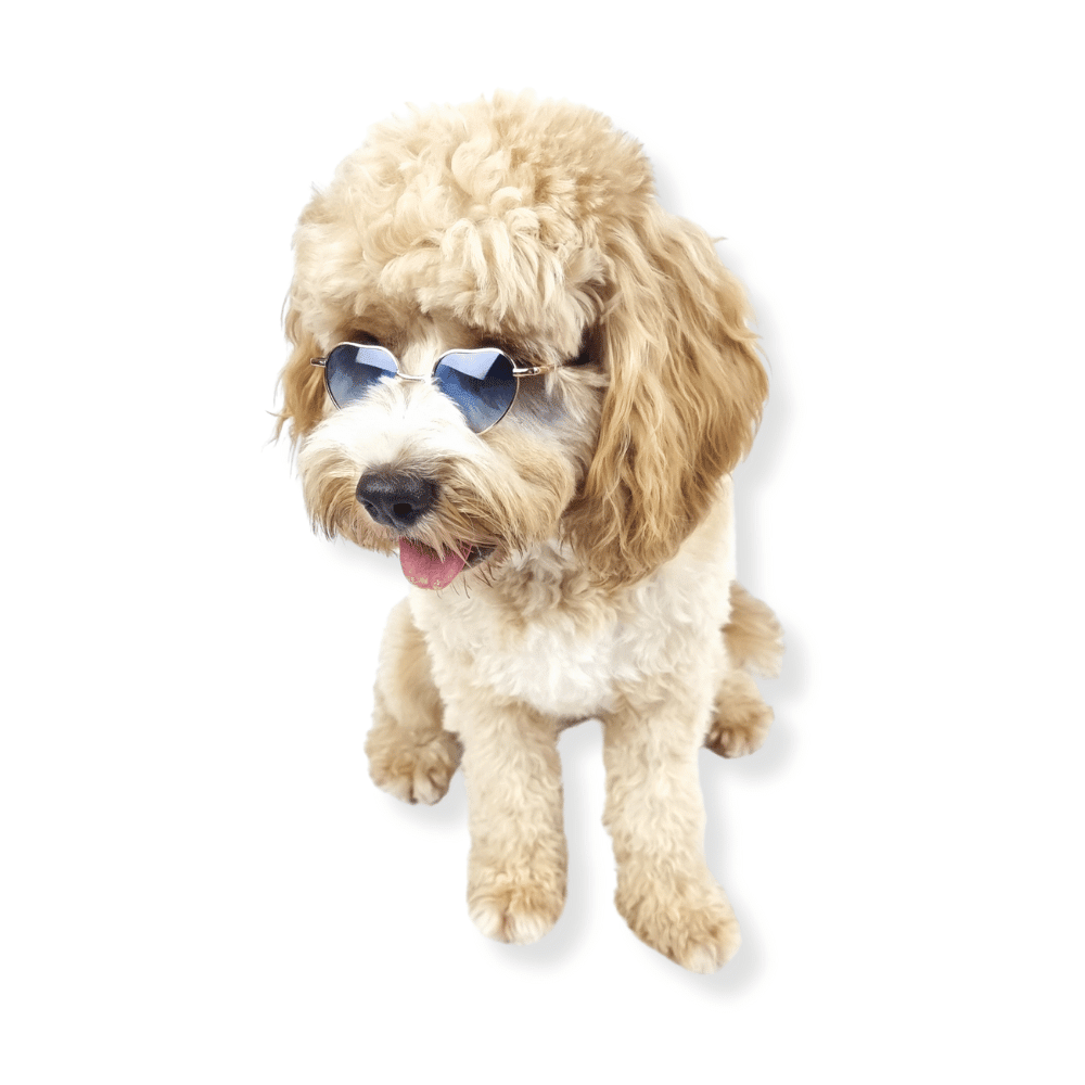Love Heart Dog Sunglasses - Sunglasses from . at DoggyTopia