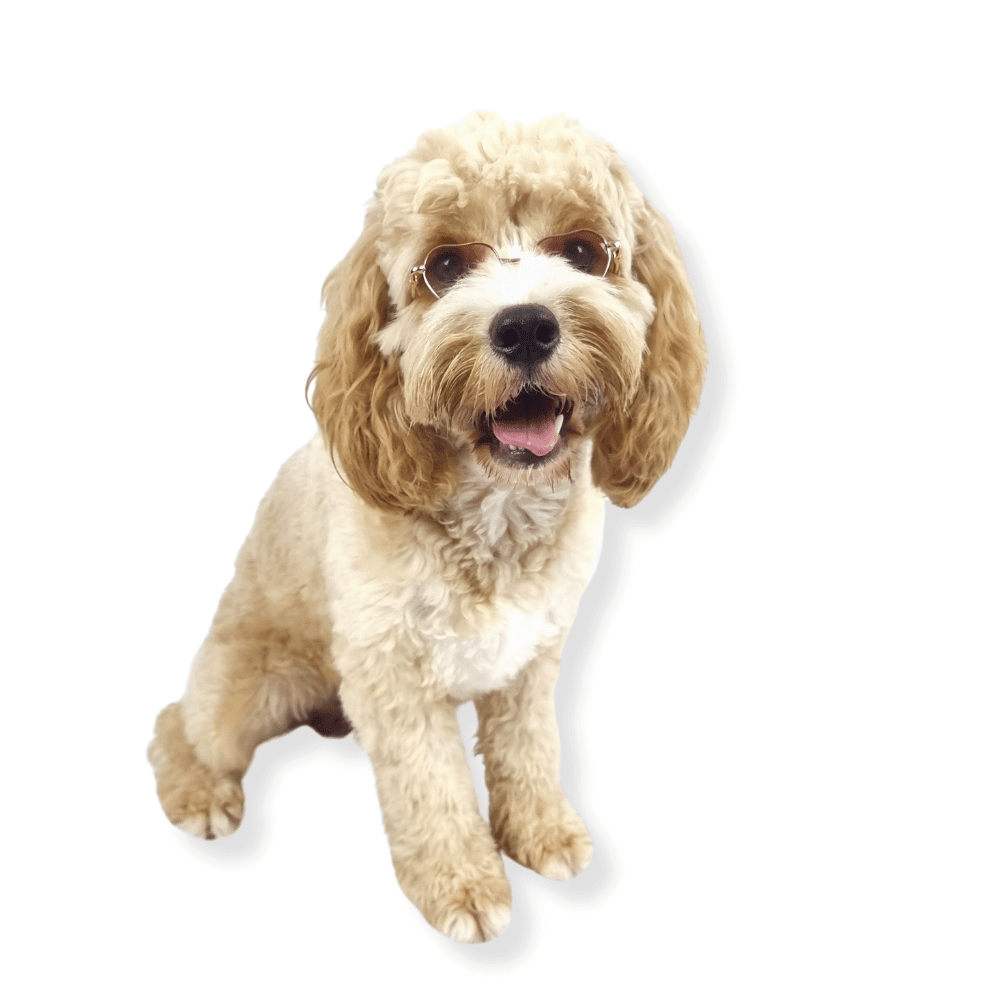 Love Heart Dog Sunglasses - Sunglasses from . at DoggyTopia