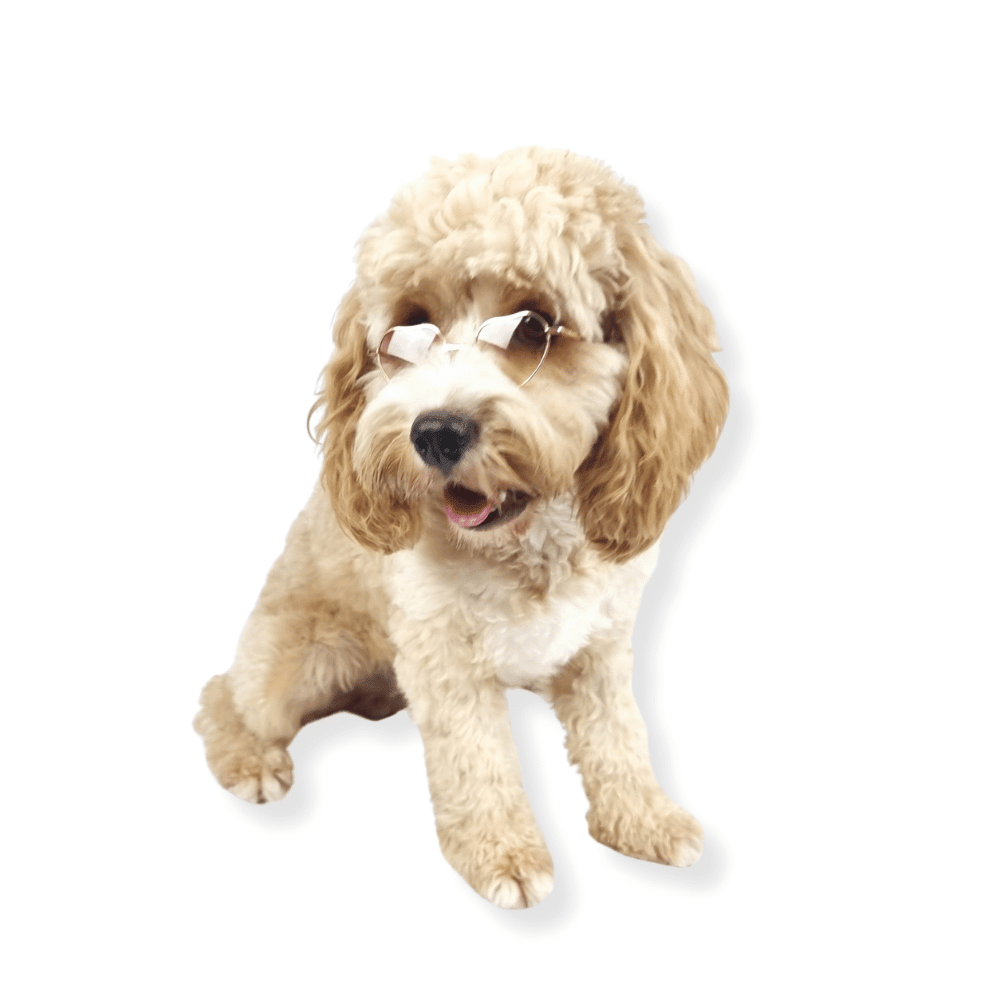 Love Heart Dog Sunglasses - Sunglasses from . at DoggyTopia
