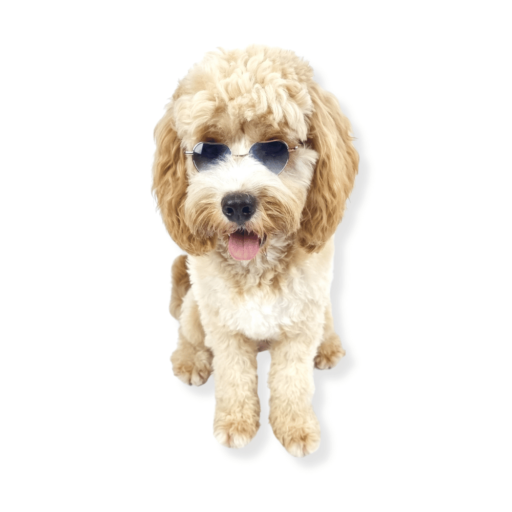 Love Heart Dog Sunglasses - Sunglasses from . at DoggyTopia