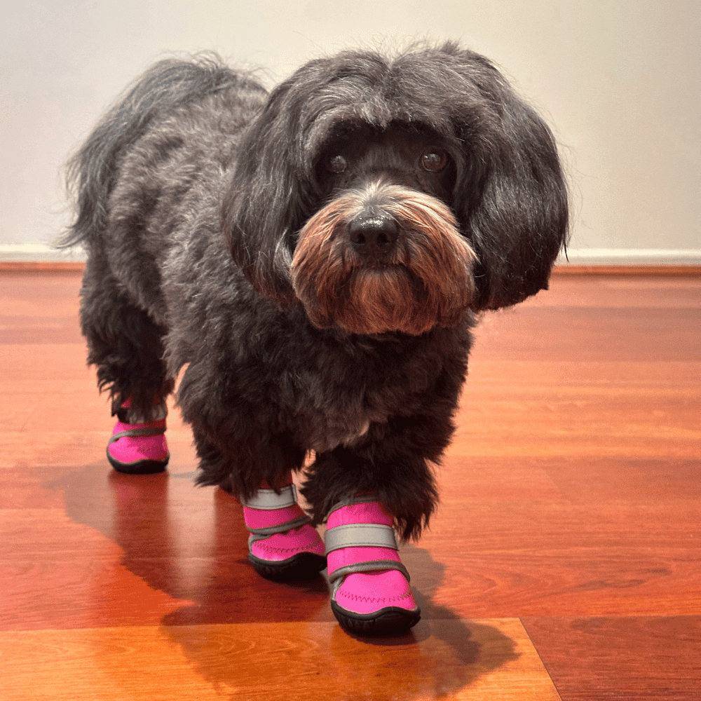 Neoprene Dog Shoes - Dog Shoes from . at DoggyTopia