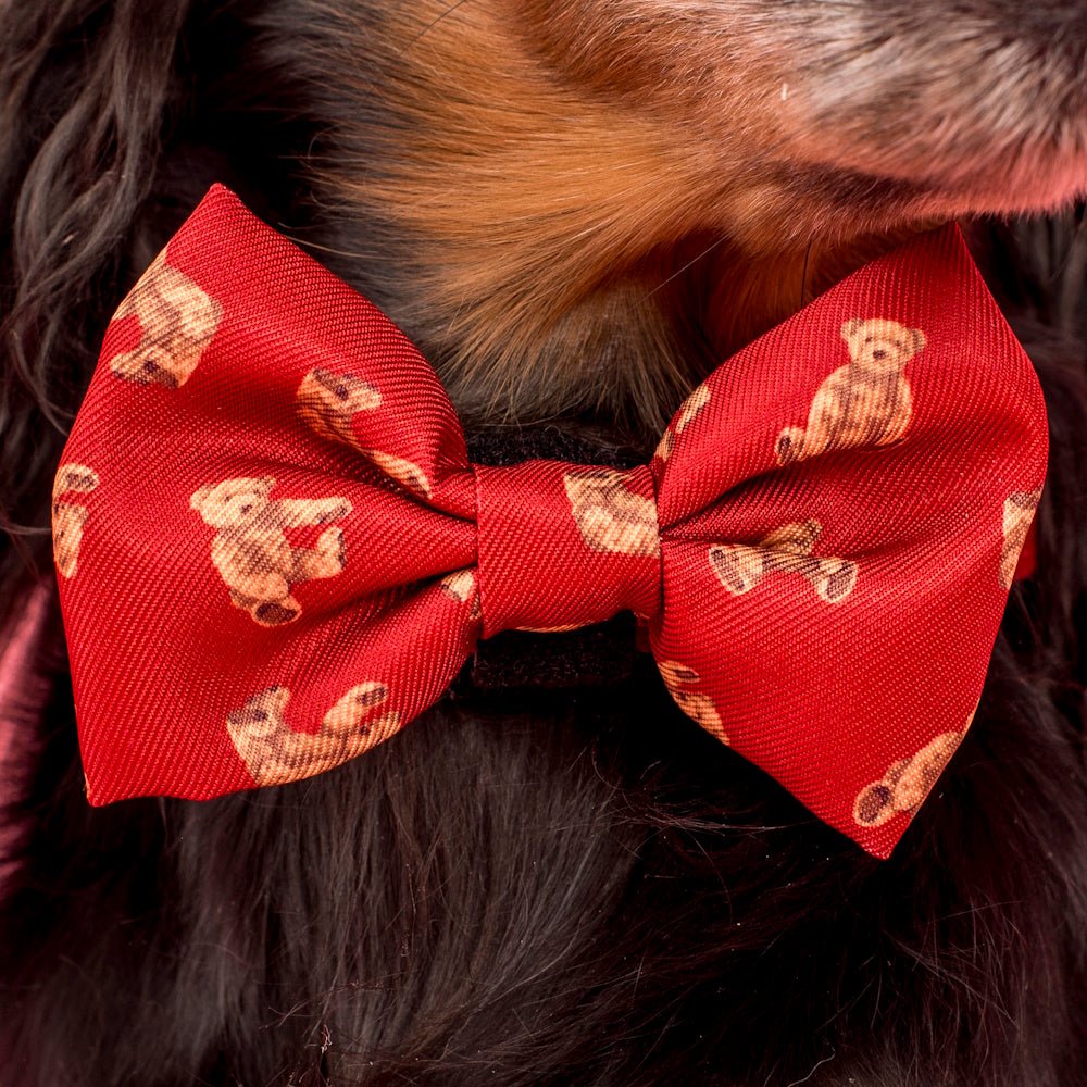 Pablo & Co Henry Bear Bow Tie - Bow Ties from Pablo & Co at DoggyTopia