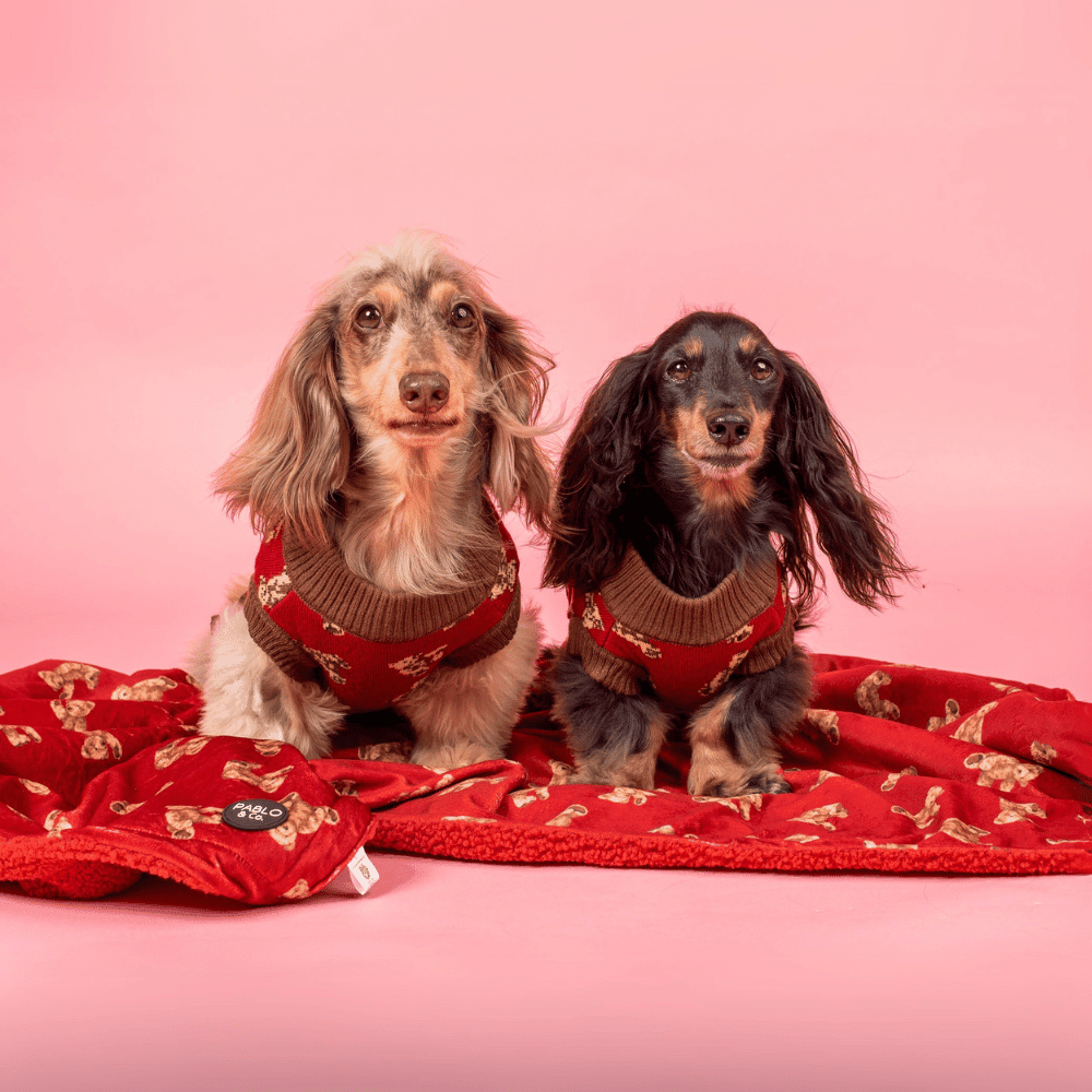 Pablo & Co Henry Bear Dog Blanket - Blankets from Pablo & Co at DoggyTopia