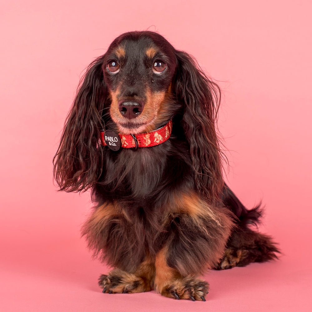 Pablo & Co Henry Bear Dog Collar - Collars from Pablo & Co at DoggyTopia
