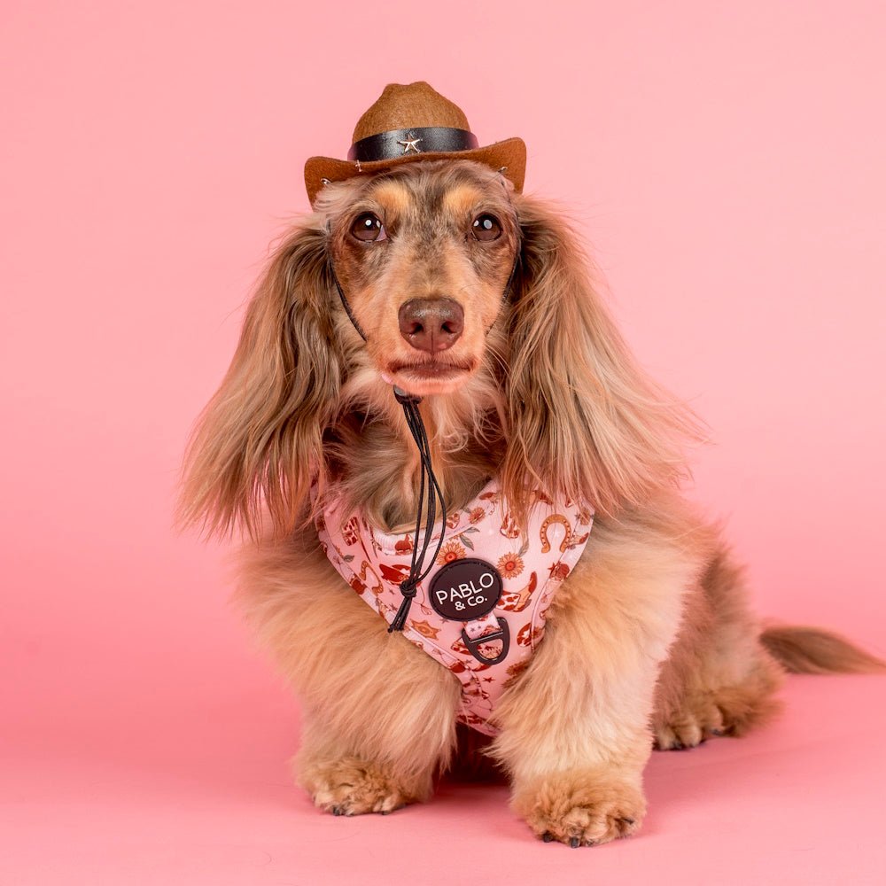 Pablo & Co Howdy Adjustable Harness - Adjustable Harnesses from Pablo & Co at DoggyTopia