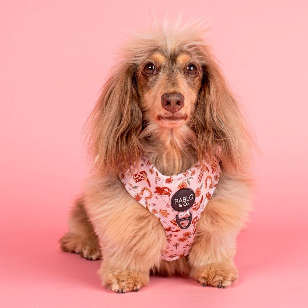 Pablo & Co Howdy Adjustable Harness - Adjustable Harnesses from Pablo & Co at DoggyTopia
