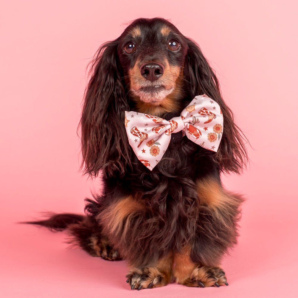 Pablo & Co Howdy Bow Tie - Bow Ties from Pablo & Co at DoggyTopia