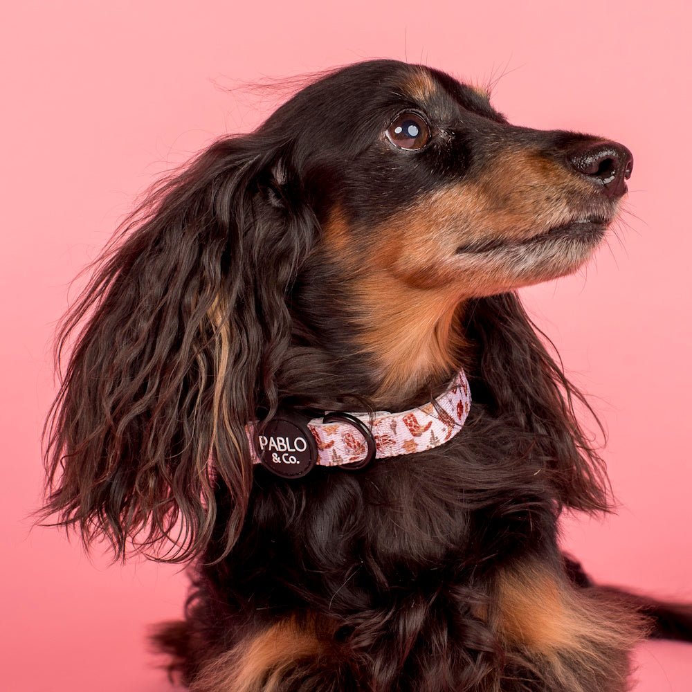 Pablo & Co Howdy Dog Collar - Collars from Pablo & Co at DoggyTopia