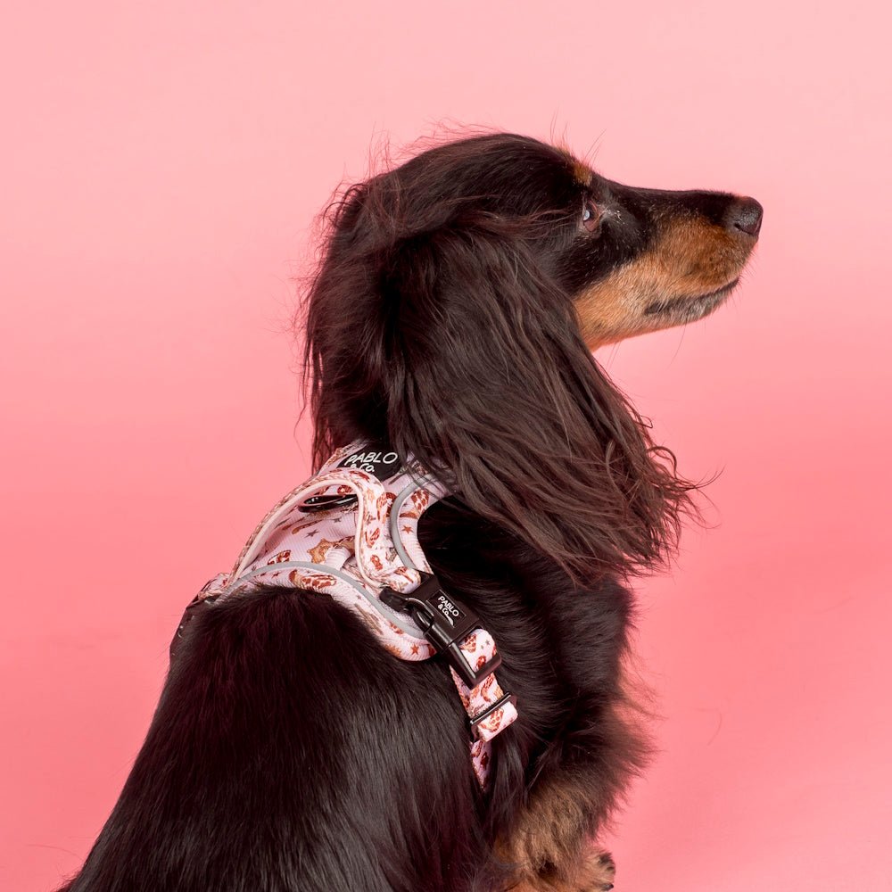 Pablo & Co Howdy No Pull Harness - No Pull Harnesses from Pablo & Co at DoggyTopia