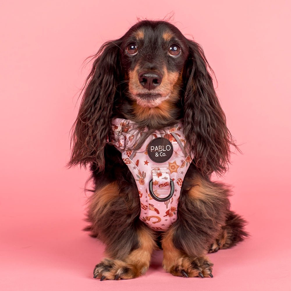 Pablo & Co Howdy No Pull Harness - No Pull Harnesses from Pablo & Co at DoggyTopia