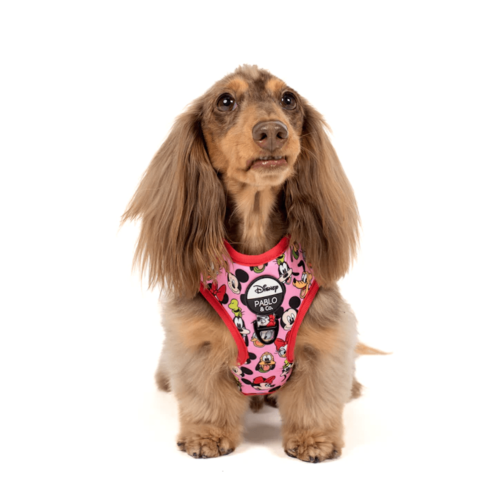 Pablo & Co Mickey & Friends: Adjustable Harness - Pink - Adjustable Harnesses from Sale at DoggyTopia
